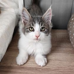 pet