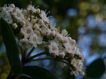 Close-up of white flowers