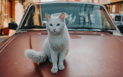 Portrait of cat sitting on the car