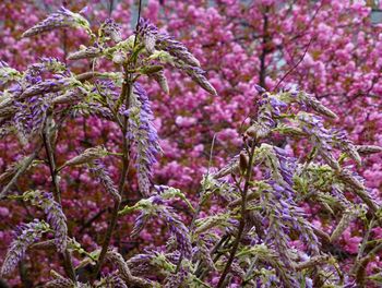 Close-up of pink flowering plant