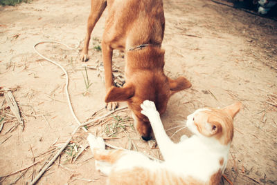 High angle view of two dogs on street