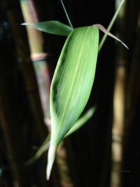 Close-up of plant