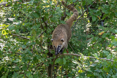 Portrait of a squirrel on tree