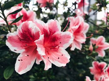 Close-up of pink flowering plant