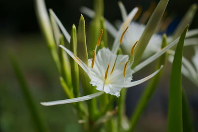 Close-up of white flower