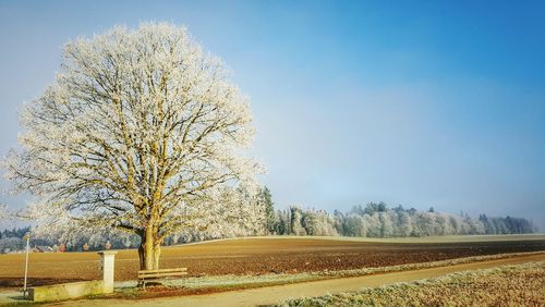 Trees on landscape against clear sky