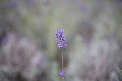 Close-up of purple flowering plant on field