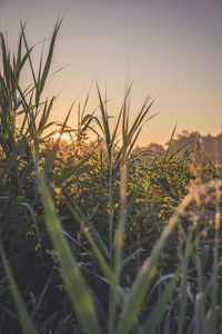 Close-up of crops on field against sky