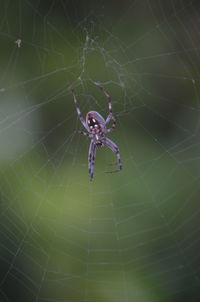 Close-up of spider on web