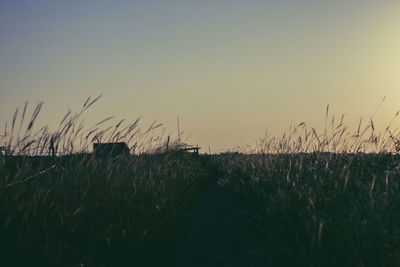 Plants growing on field against sky during sunset