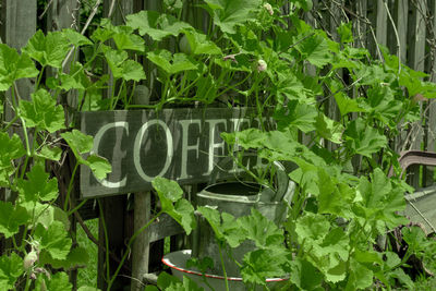 Close-up of text on plant