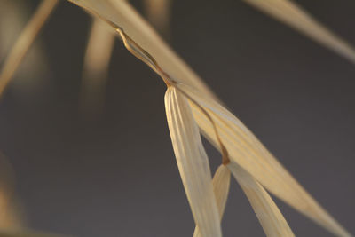 Low angle view of plant against sky