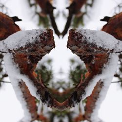 Close-up of snow on plant during winter