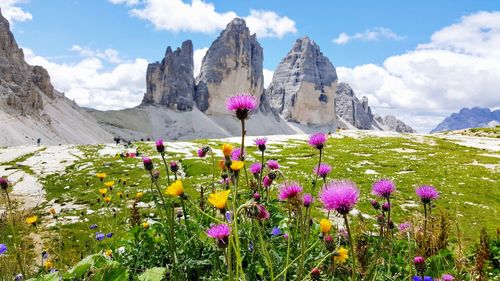 Flowers blooming on field against rock formations