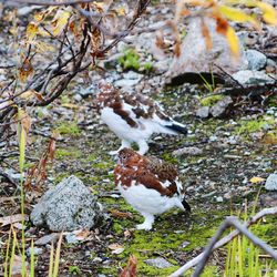 Bird perching on a field