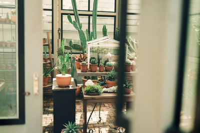 Potted plants at home