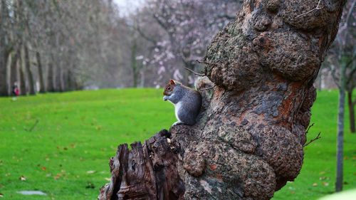 Squirrel on tree trunk