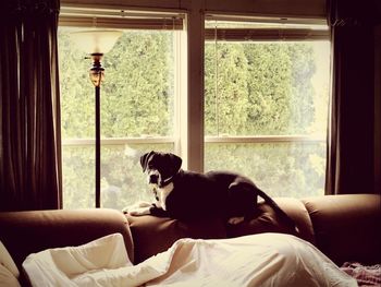 Dog relaxing on bed at home