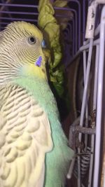Close-up of parrot in cage