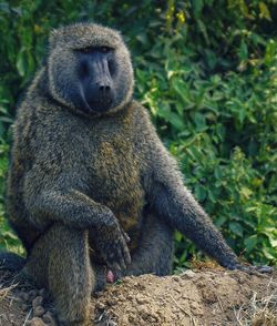 A wild male baboon looks out into the distance, lake nakuru national park, rift valley, kenya