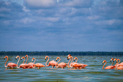 Flock of birds in sea against sky