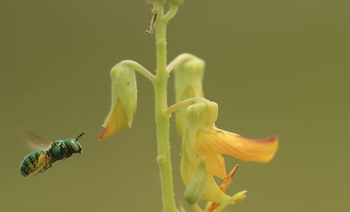 Close-up of insect on plant