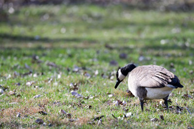 Canada goose feeding on the grass