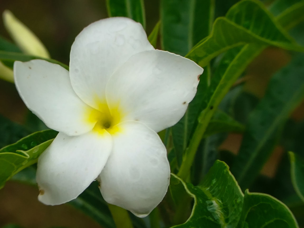 CLOSE-UP OF WHITE ROSE FLOWER