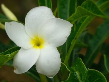 Close-up of white flowering plant