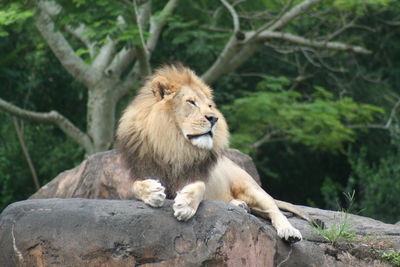 Lion relaxing on rock in zoo