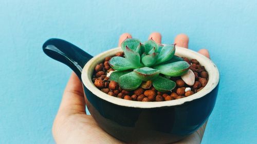Cropped hand of woman holding succulent plant against blue background