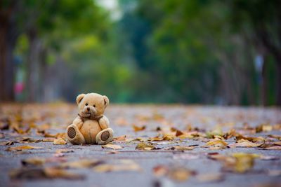 Surface level of dry leaves on street