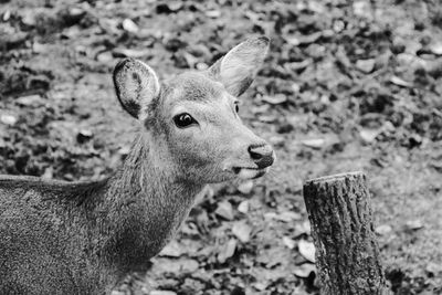 Close-up of deer on land