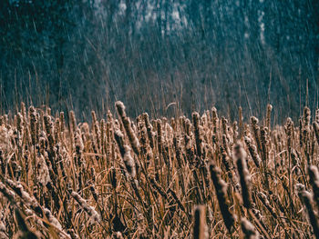 Close-up of dry cattails on field