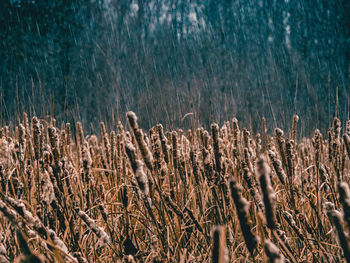 Close-up of dry plants on field