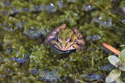 Close-up high angle view of an animal