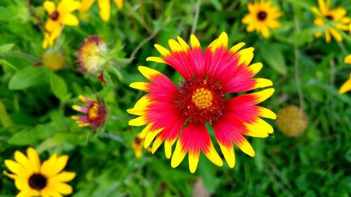 Close-up of yellow flower