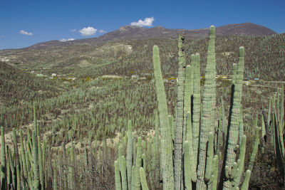 Landscape of the tehuacan-cuicatlan biosphere reserve, puebla, mexico