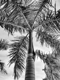 Low angle view of palm trees against sky