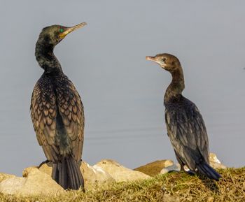 View of birds perching on land