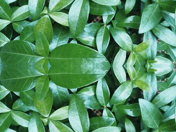 Full frame shot of green leaves