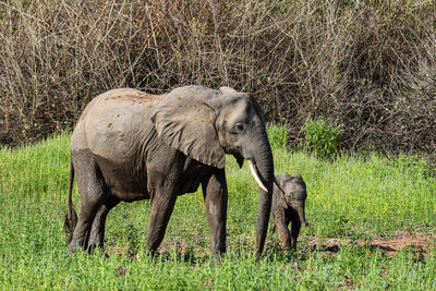 Elephants on field