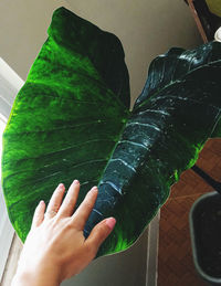 Close-up of hand holding leaves