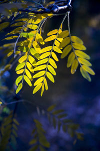 Close-up of yellow leaves on tree