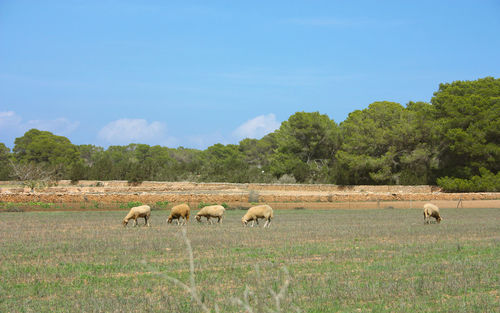 Sheep grazing in a field