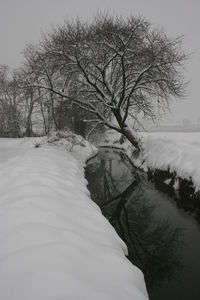 Bare trees on snow covered landscape