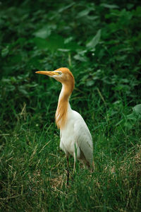 Cattle eagret a beautiful white bird looks towards the nature 