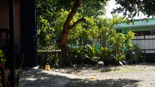 Trees and plants outside house in yard