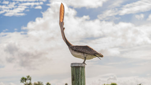 A brown pelican sitting on a wooden pile against cloudy sky points its beak upward to yawn