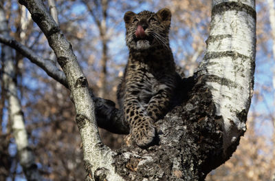 Low angle view of cat on tree